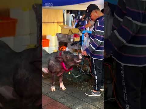 🐷🐷 Unexpected Encounter at Taiwan Night Market - Owner and Pet Pig Unique Bonding #randomrhythm