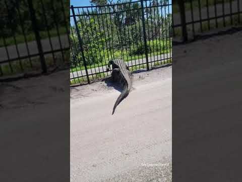 Giant alligator bends metal fence while forcing its way through