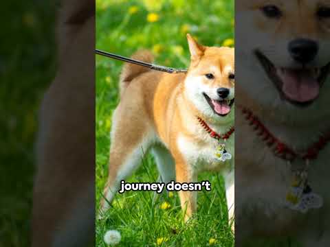 Doge&#039;s Journey: From Meme to the Moon #dogecoin #crypto #elonmusk