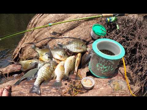 &quot;Shellcracker Redear Bream Fishing Bait Challenge: Deep in the River Swamp Adventure!&quot;