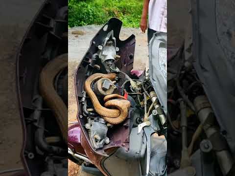 cobra 🐍 inside the scooter headlight...😲😲😲